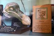 museum de histoire naturelle rouen 8-2021 9440